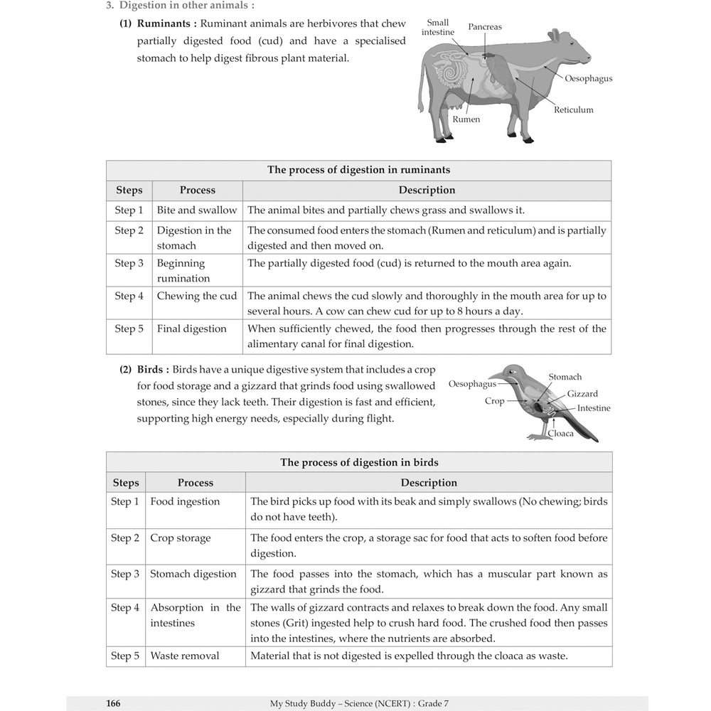 MY STUDY BUDDY - CURIOUSITY SCIENCE (NCERT) CLASS 7