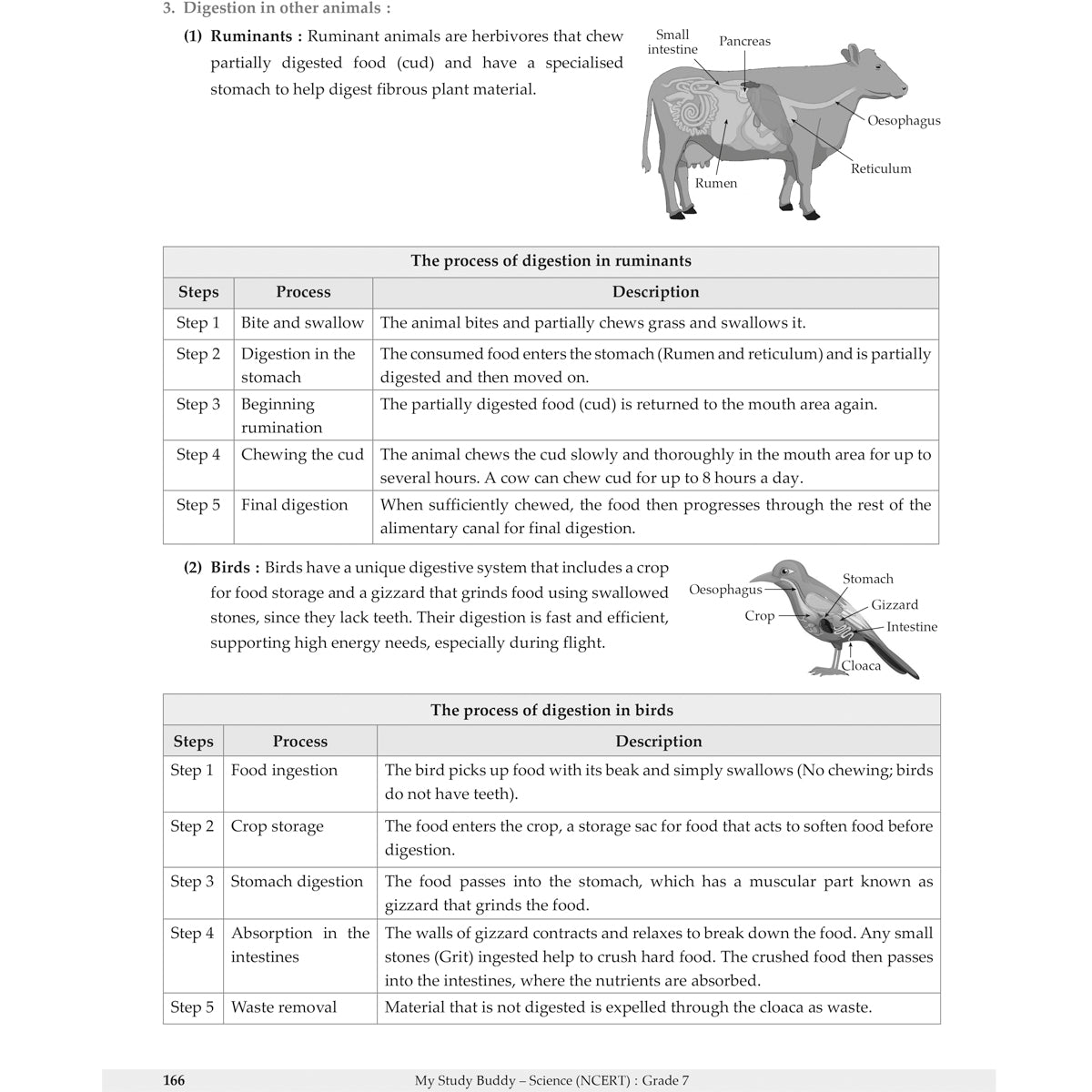 MY STUDY BUDDY - CURIOUSITY SCIENCE (NCERT) CLASS 7