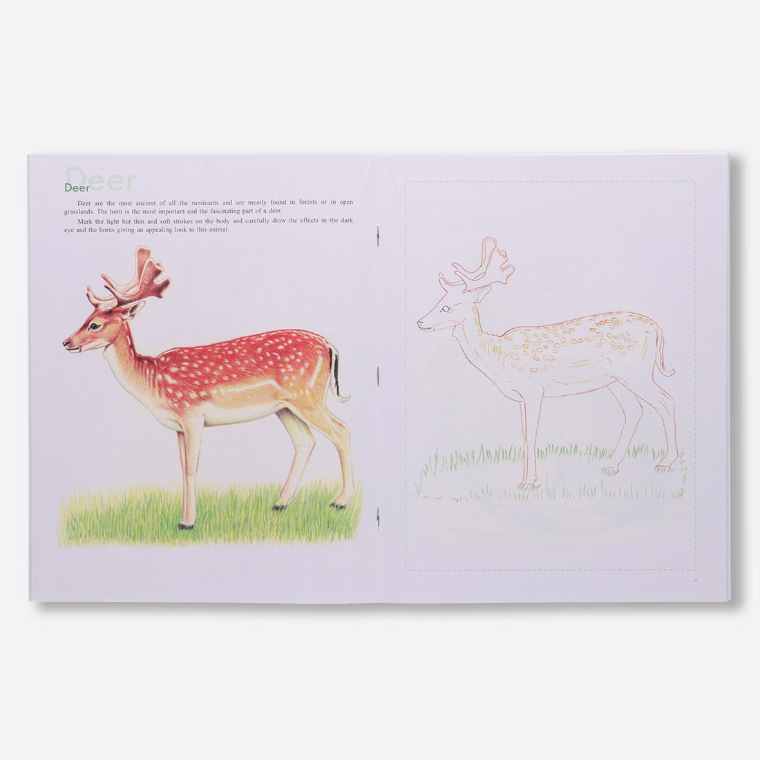 Navneet Art Of Sketching with Colour Pencils Book for Learners- the ultimate guide - Realistic Series - Learn Basic Techniques - Portrait, Flowers, Landscapes, Birds, Animals