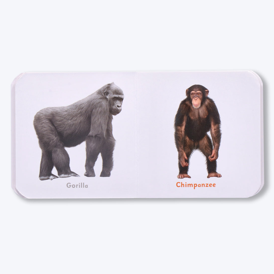 Navneet Tiny Board Book Library- Best Picture board books for tiny tots: 5 Books- Birds, Wild animals, Fruits, Vegetables, Vehicles- Early Learning Books